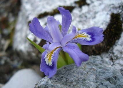 Iris lacustris