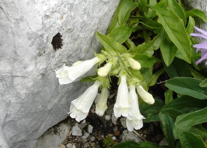 Penstemon hirsutus pygmaeus albus