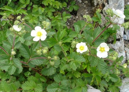 Potentilla rupestris