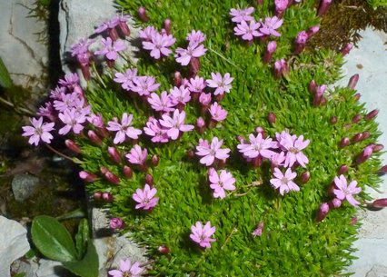 Silene acaulis