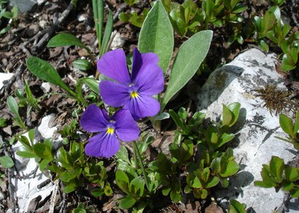 Viola calcarata