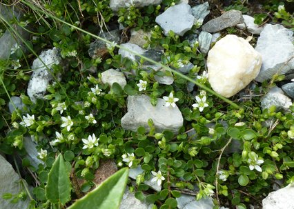 Arenaria biflora