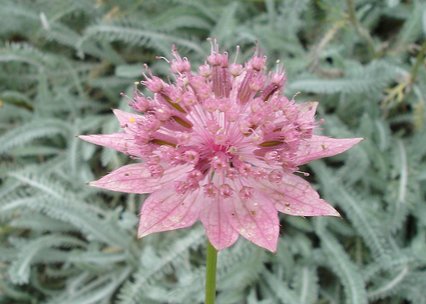 Astrantia maxima