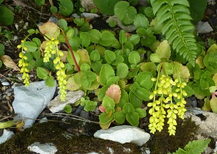 Chiastophyllum oppositifolium