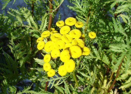 Tanacetum vulgare