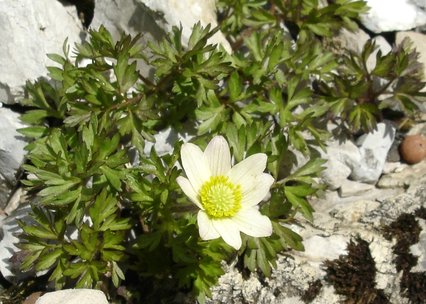 Anemone baldensis