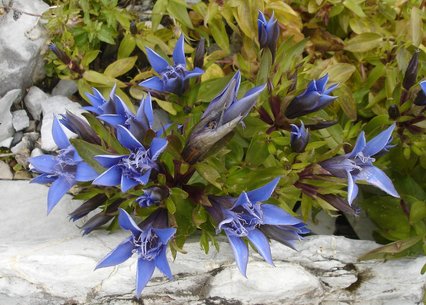 Gentiana septemfida