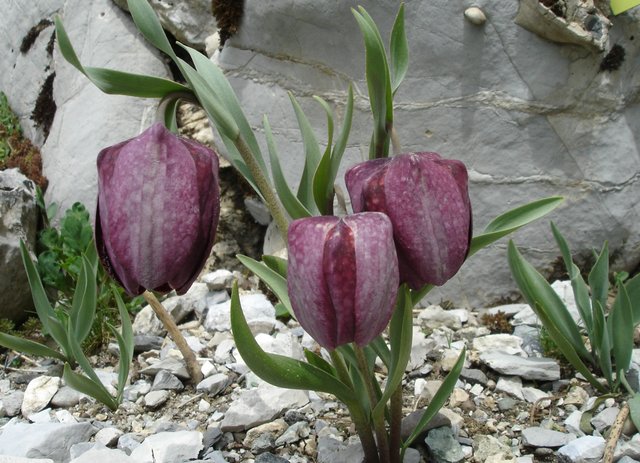 Fritillaria tubaeformis