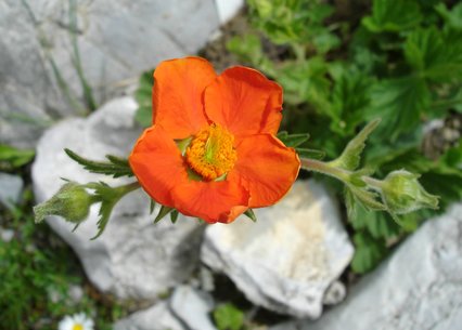 Geum coccineum