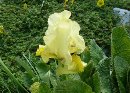 Iris lutescens