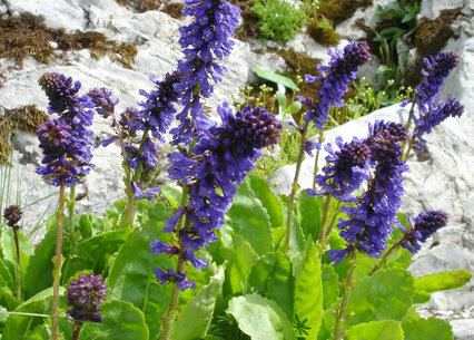 Wulfenia-x_suendermannii