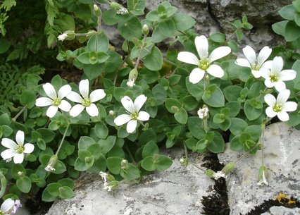 Arenaria bertolonii