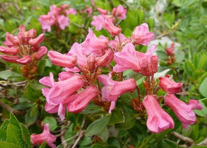 Rhododendron hirsutum 