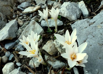 Colchicum speciosum album