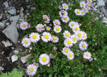 Erigeron pinnatisectus