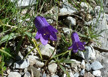 Campanula alpestris