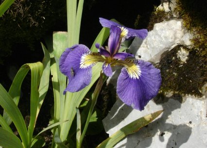 Iris setosa