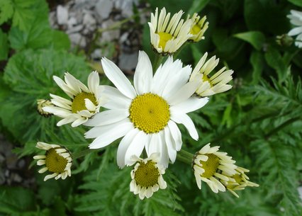 Chrysanthemum corymbosum