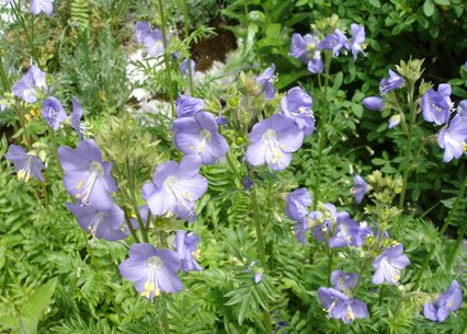 Polemonium caeruleum