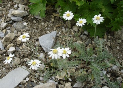 Achillea oxyloba