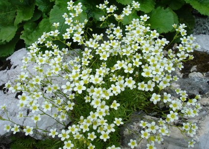 Saxifraga tenella