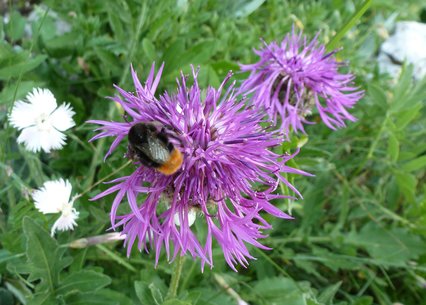 Centaurea scabiosa ssp alpestris