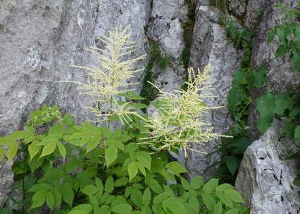 Aruncus dioicus