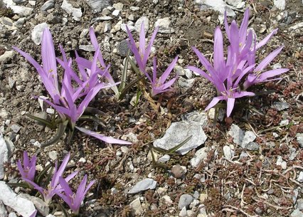 Bulbocodium vernum