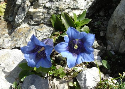 Gentiana clusii