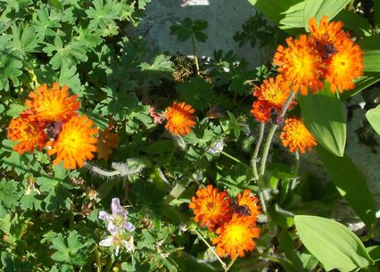 Hieracium aurantiacum