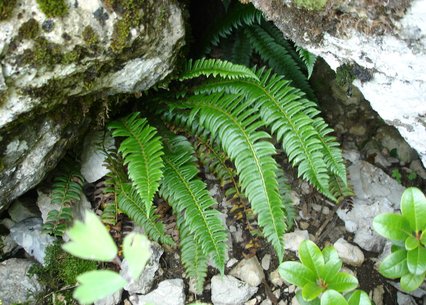 Polystichum lonchitis