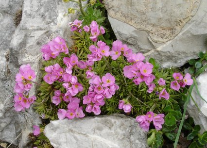 Androsace carnea