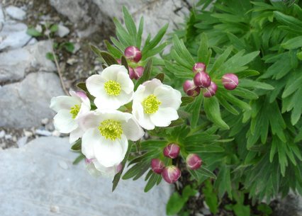 Anemone narcissiflora