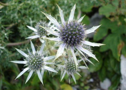 Eryngium bourgatii