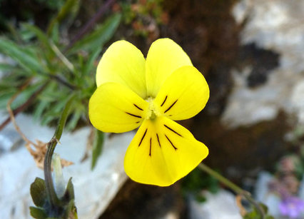 Viola lutea