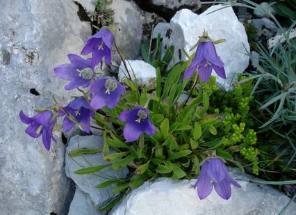 Campanula aucheri