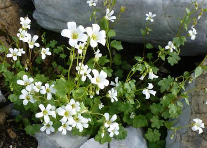 Saxifraga sibirica rempl.