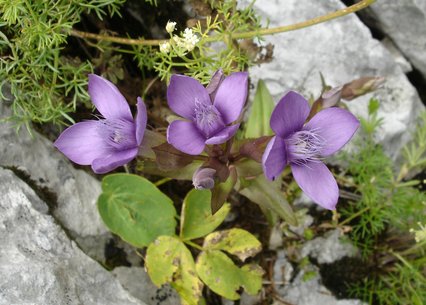 Gentianella campestris