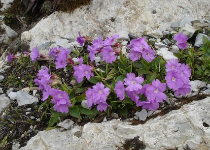 Primula glaucescens