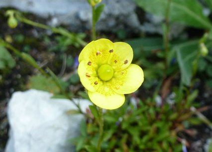 Saxifraga hirculus