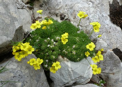 Draba bryoides