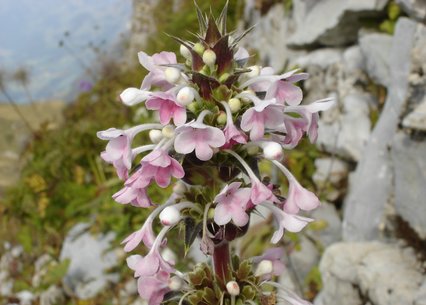 Morina longifolia