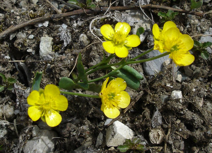 Ranunculus hybridus