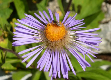 Aster diplostephioides