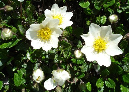 Dryas octopetala