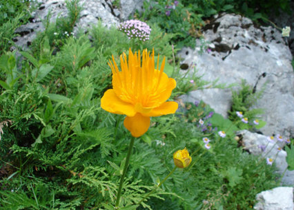 Trollius chinensis