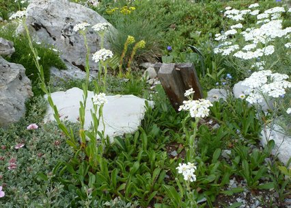  Achillea lingulata