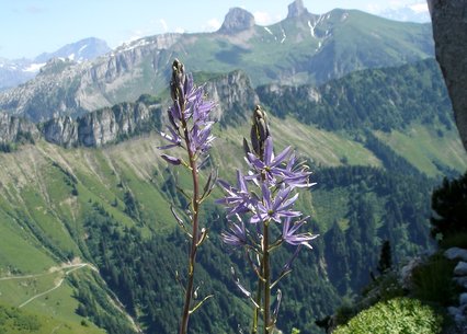 Camassia quamash