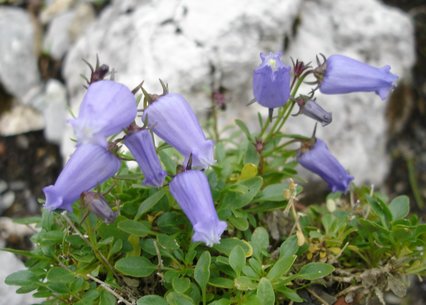 Campanula zoysii