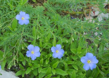 Linum alpinum